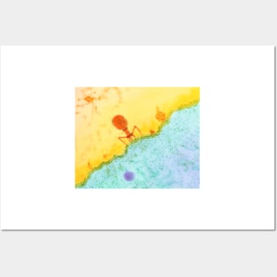 Coloured TEM of T4 bacteriophage infecting E. coli (M090/0075) Posters and Art
